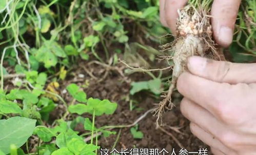 田間“小人參” 西洋參的鄉土記憶與健康密碼